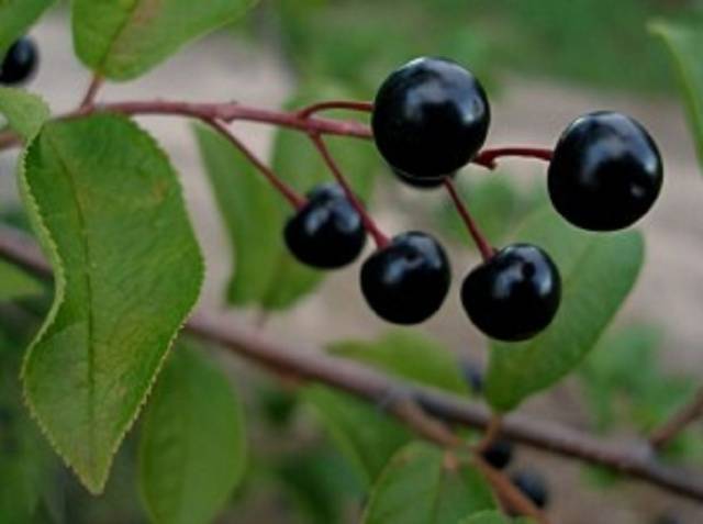 Homemade red cherry wine: recipe