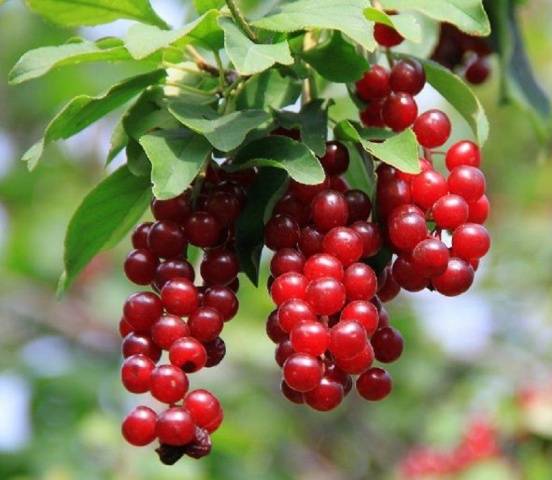 Homemade red cherry wine: recipe