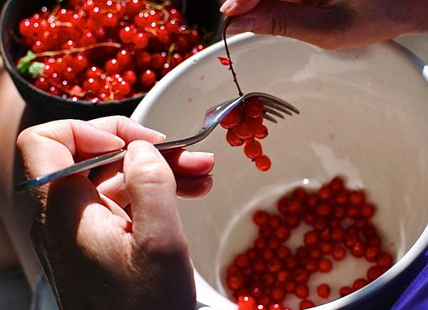 Homemade redcurrant wine: step by step recipes