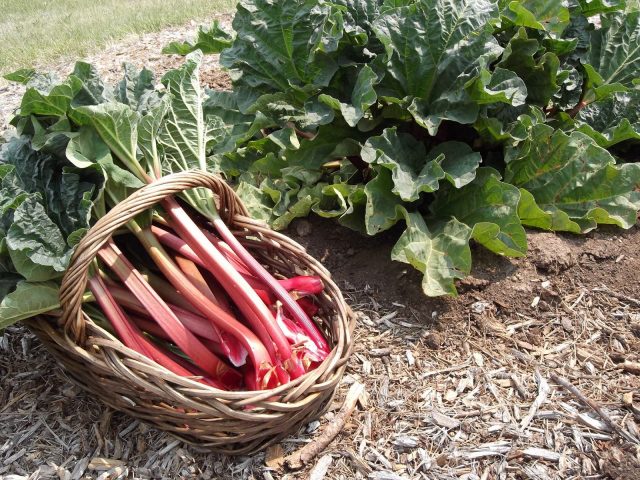 Homemade rhubarb wine