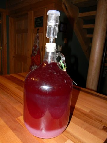 Homemade rhubarb wine