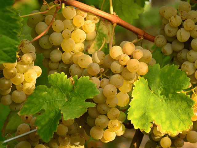 Homemade white wine from grapes: simple recipes