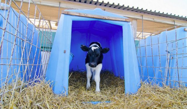 Homemade wooden houses for growing young cattle