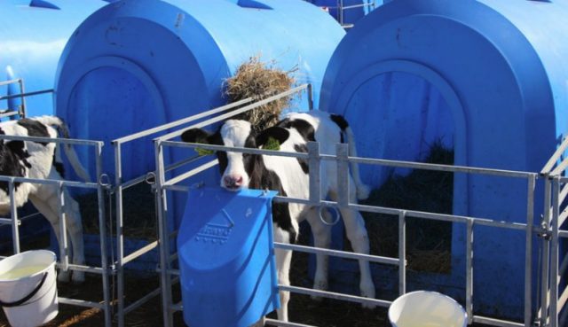 Homemade wooden houses for growing young cattle