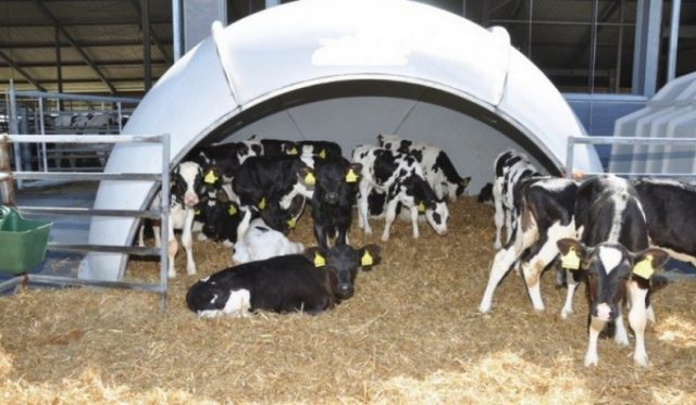 Homemade wooden houses for growing young cattle