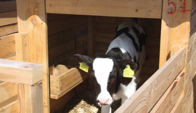 Homemade wooden houses for growing young cattle