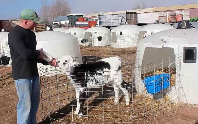 Homemade wooden houses for growing young cattle