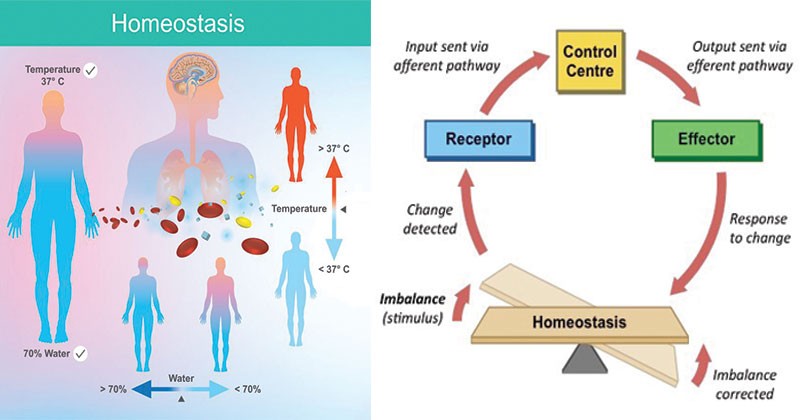 Homeostasis &#8211; what is it, what does it mean, action? Homeostasis disorders