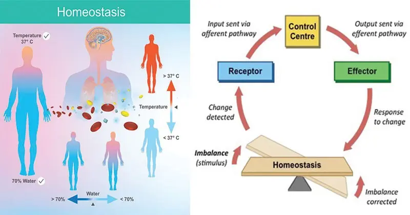 Homeostasis &#8211; what is it, what does it mean, action? Homeostasis disorders