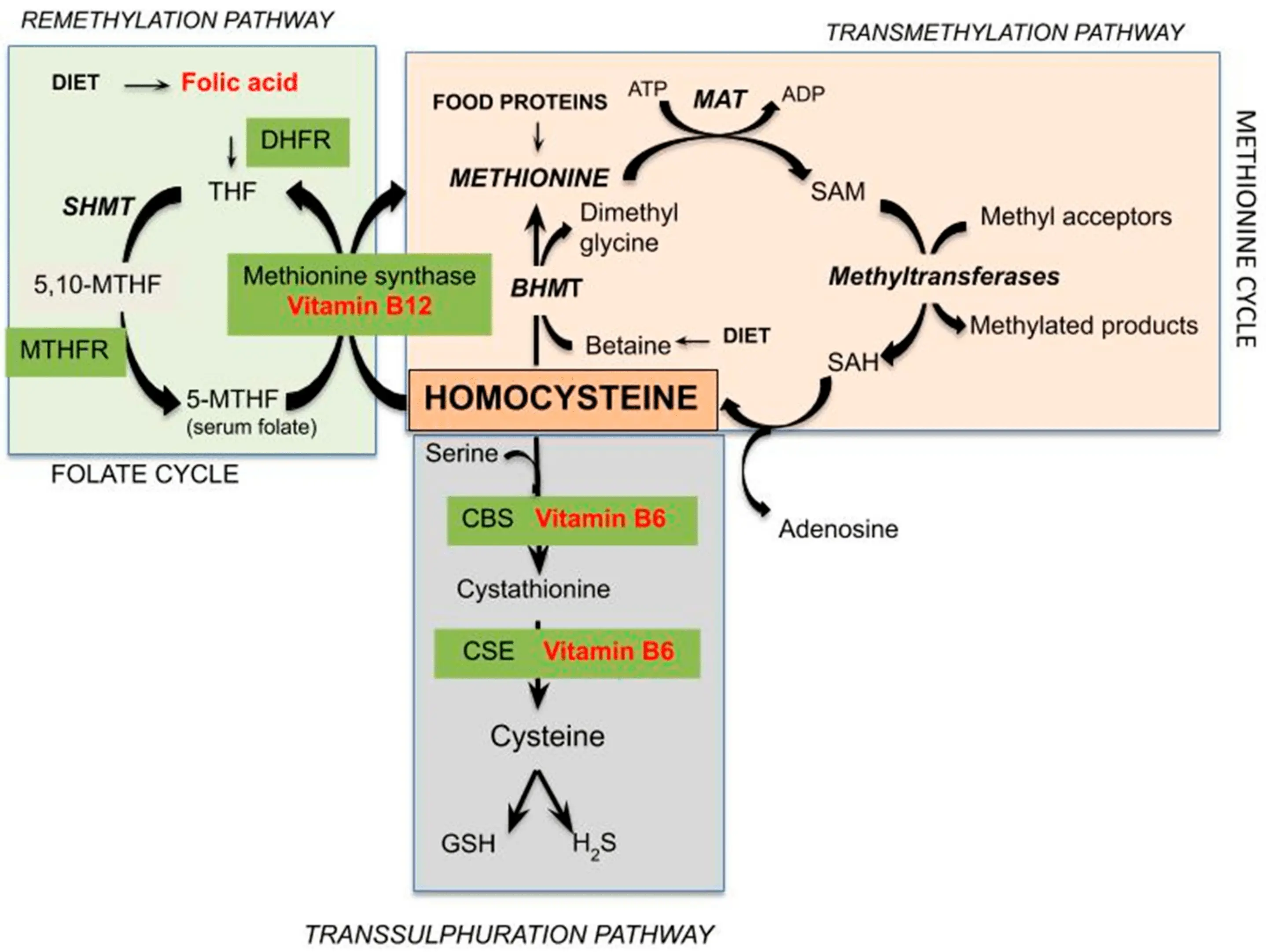 Homocysteine ​​- norms, examination, indications for examination. How to lower homocysteine ​​levels?