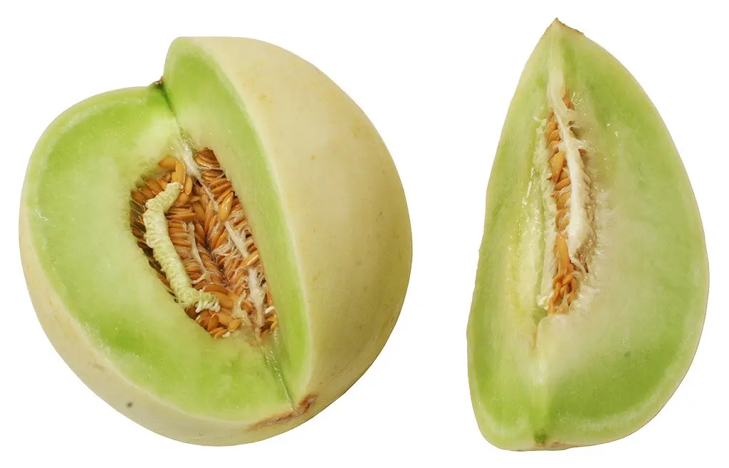 Honey melon: photo and description