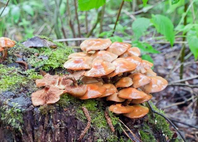 Honey mushrooms covered with white bloom: what does it mean, is it possible to eat