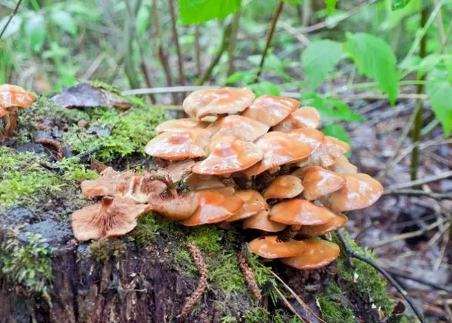 Honey mushrooms covered with white bloom: what does it mean, is it possible to eat