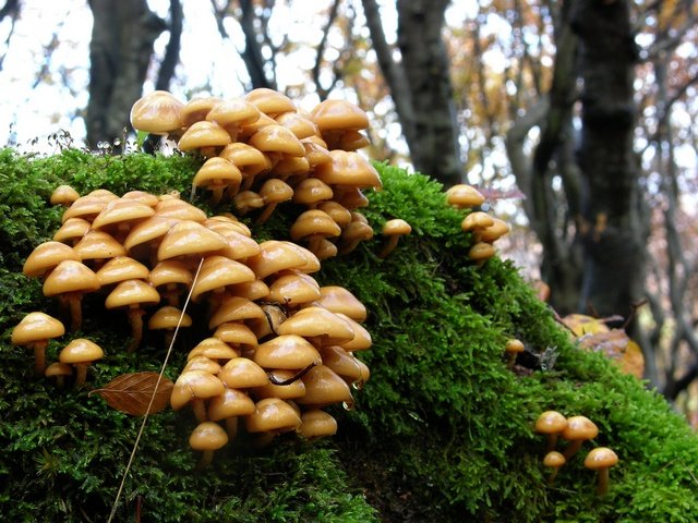 Honey mushrooms covered with white bloom: what does it mean, is it possible to eat