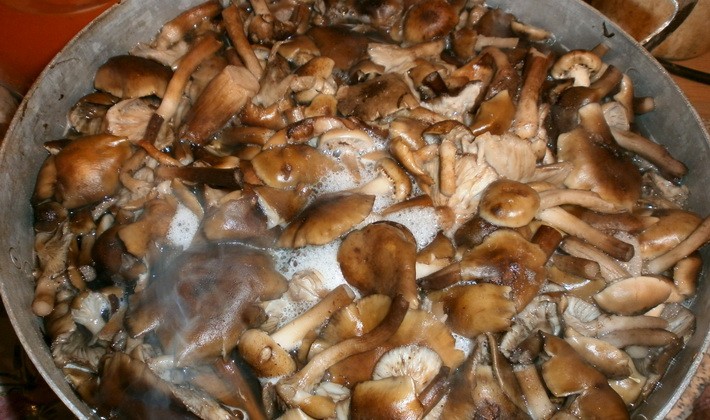 Honey mushrooms for the winter: recipes for mushroom blanks