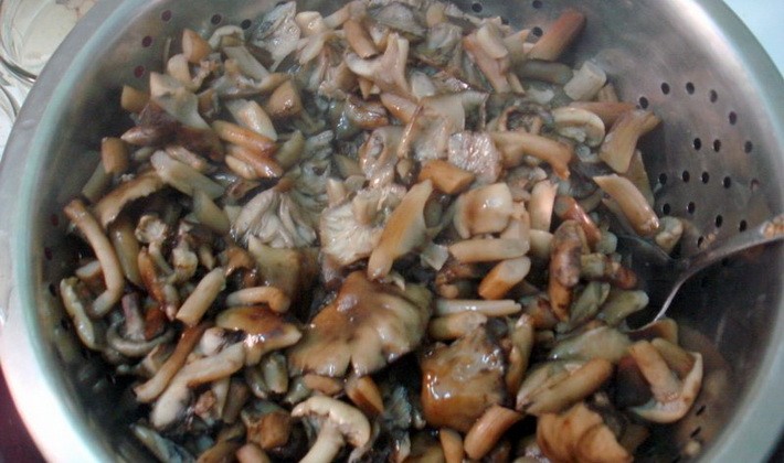 Honey mushrooms for the winter: recipes for mushroom blanks