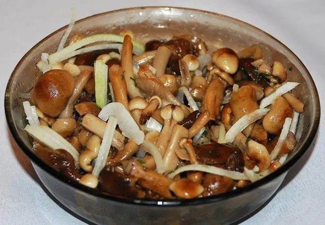 Honey mushrooms in a slow cooker: recipes for cooking mushrooms