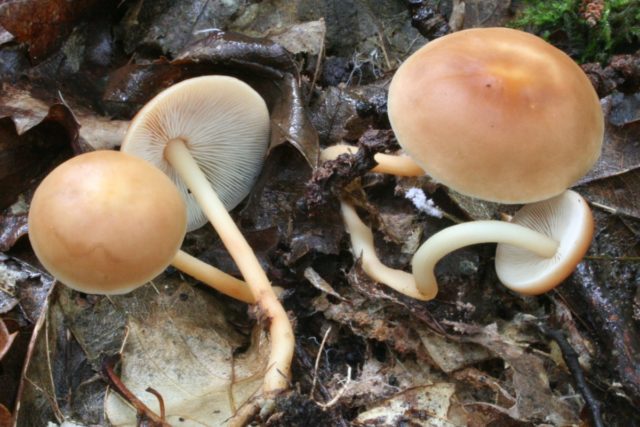 Honey mushrooms in Kursk and the Kursk region in 2022: mushroom places and collection rules