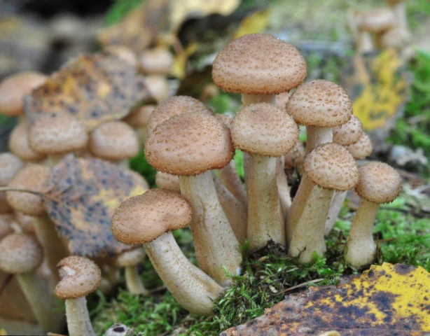 Honey mushrooms in Kursk and the Kursk region in 2022: mushroom places and collection rules