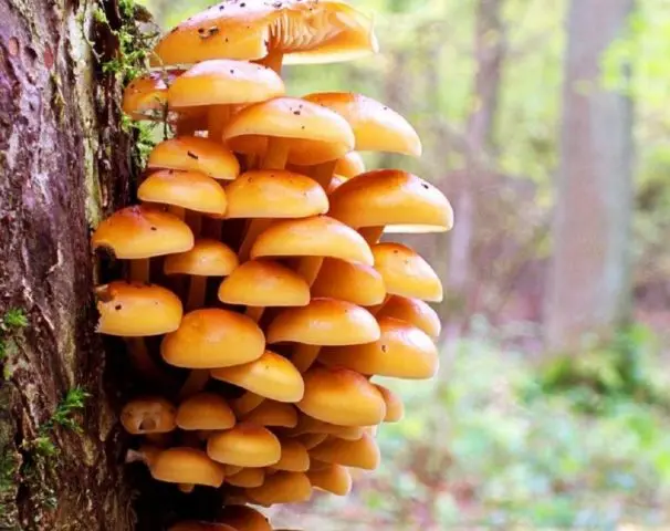 Honey mushrooms in Kursk and the Kursk region in 2022: mushroom places and collection rules