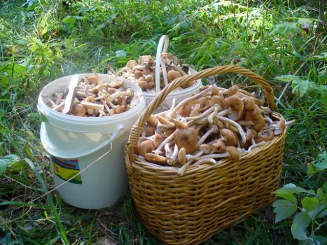 Honey mushrooms in Kursk and the Kursk region in 2022: mushroom places and collection rules