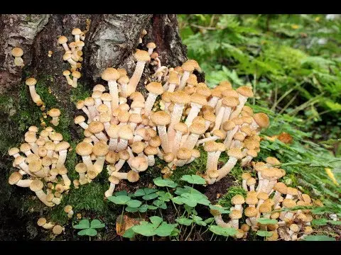 Honey mushrooms in Kursk and the Kursk region in 2022: mushroom places and collection rules