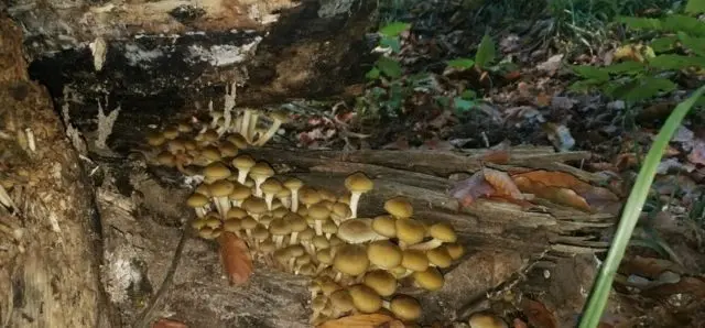 Honey mushrooms in the Krasnodar Territory in 2022: photo and description, mushroom places