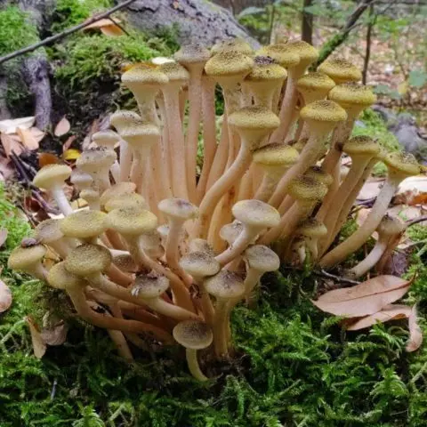 Honey mushrooms in the Krasnodar Territory in 2022: photo and description, mushroom places