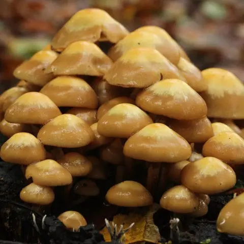 Honey mushrooms in the Krasnodar Territory in 2022: photo and description, mushroom places