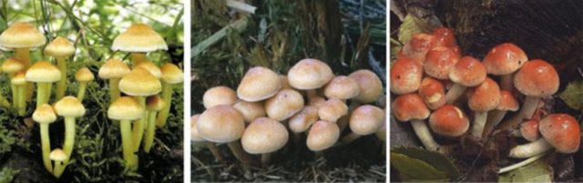 Honey mushrooms in the Krasnodar Territory in 2022: photo and description, mushroom places