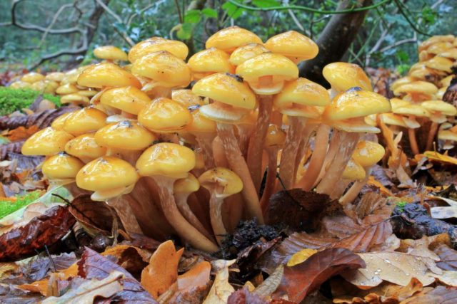 Honey mushrooms in the Krasnodar Territory in 2022: photo and description, mushroom places