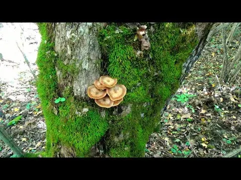 Honey mushrooms in the Krasnodar Territory in 2022: photo and description, mushroom places