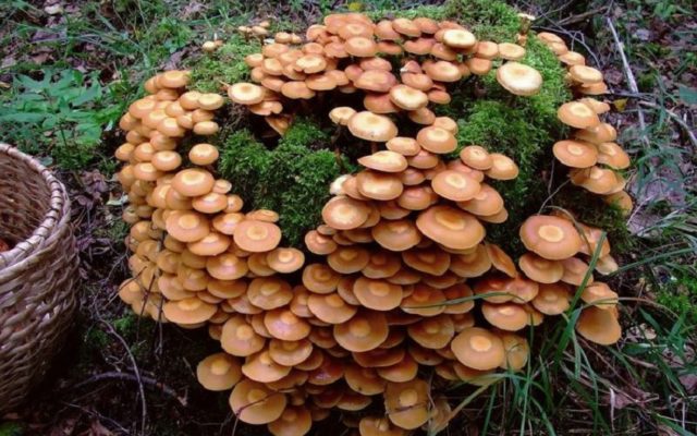 Honey mushrooms in the Kuban: photos, the most mushroom places