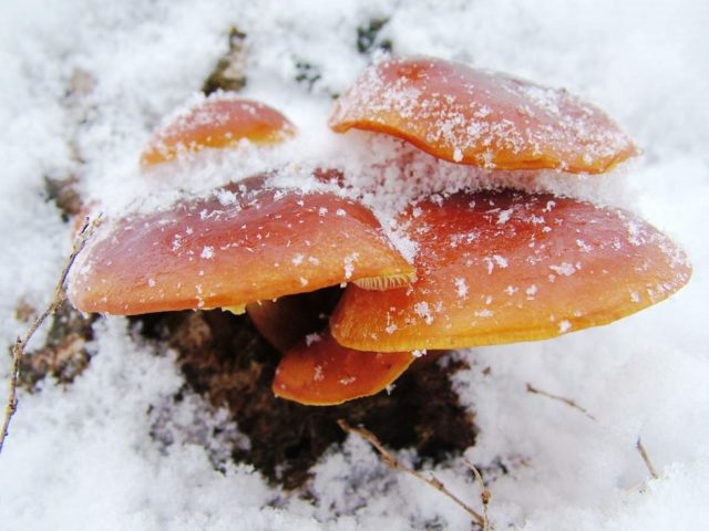 Honey mushrooms in the Kuban: photos, the most mushroom places