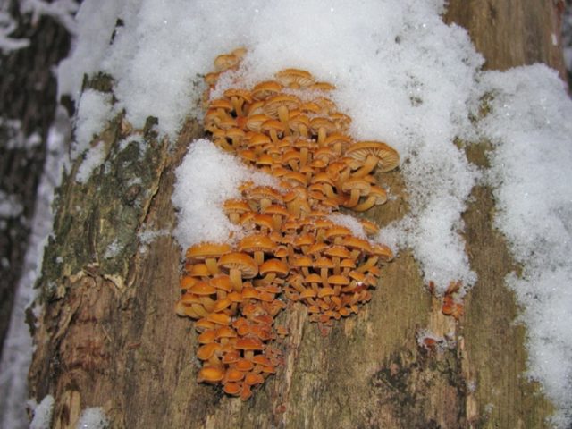 Honey mushrooms in the Kuban: photos, the most mushroom places