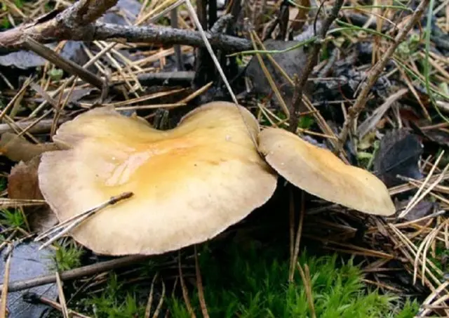 Honey mushrooms in the Kuban: photos, the most mushroom places