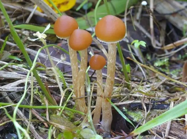 Honey mushrooms in the Kuban: photos, the most mushroom places