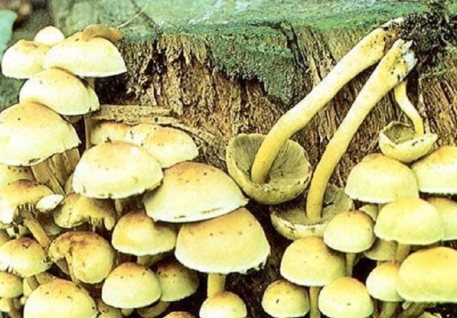 Honey mushrooms in the Kuban: photos, the most mushroom places