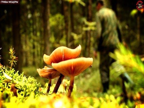 Honey mushrooms in the Kuban: photos, the most mushroom places