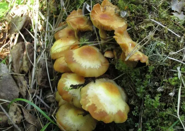 Honey mushrooms in the Moscow region and the Moscow region in 2022: in September, October, photos, mushroom places