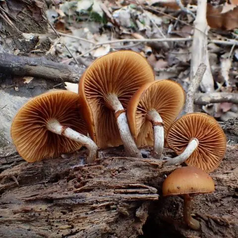 Honey mushrooms in the Moscow region and the Moscow region in 2022: in September, October, photos, mushroom places