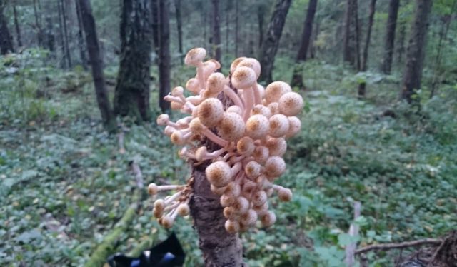 Honey mushrooms in the Moscow region and the Moscow region in 2022: in September, October, photos, mushroom places