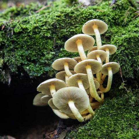 Honey mushrooms in the Moscow region and the Moscow region in 2022: in September, October, photos, mushroom places