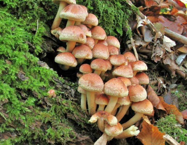 Honey mushrooms in the Moscow region and the Moscow region in 2022: in September, October, photos, mushroom places