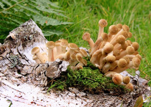 Honey mushrooms in the Tula region and in Tula in 2022: when they go and where to get