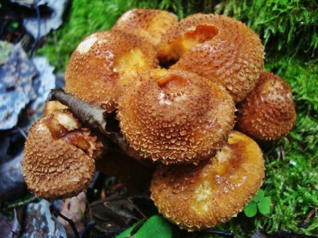 Honey mushrooms in the Tula region and in Tula in 2022: when they go and where to get