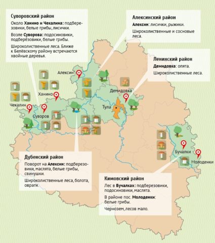 Honey mushrooms in the Tula region and in Tula in 2022: when they go and where to get