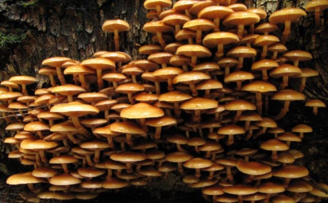 Honey mushrooms in the Tula region and in Tula in 2022: when they go and where to get