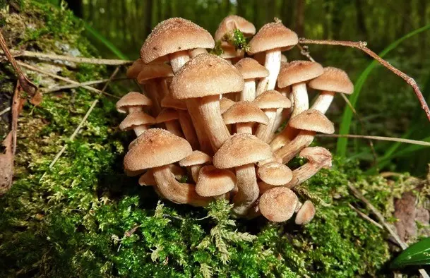 Honey mushrooms in the Urals in 2022: mushroom places