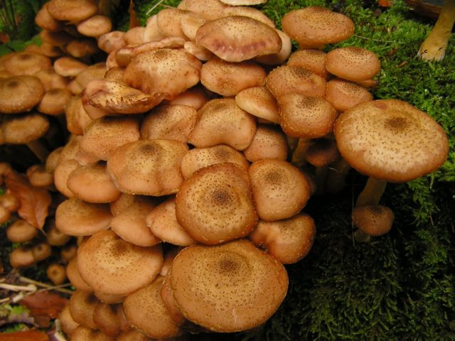 Honey mushrooms in the Urals in 2022: mushroom places